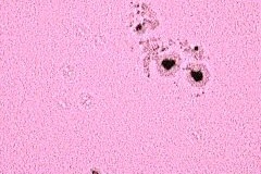 20040723_sunspot652_gault_20090701_2094926780