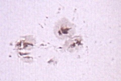 sunspot375_20030607_20090701_1725060743