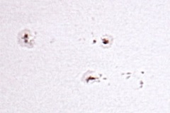 sunspots_387_391_20090701_2057484610